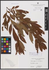 Salix burjatica Nasarow